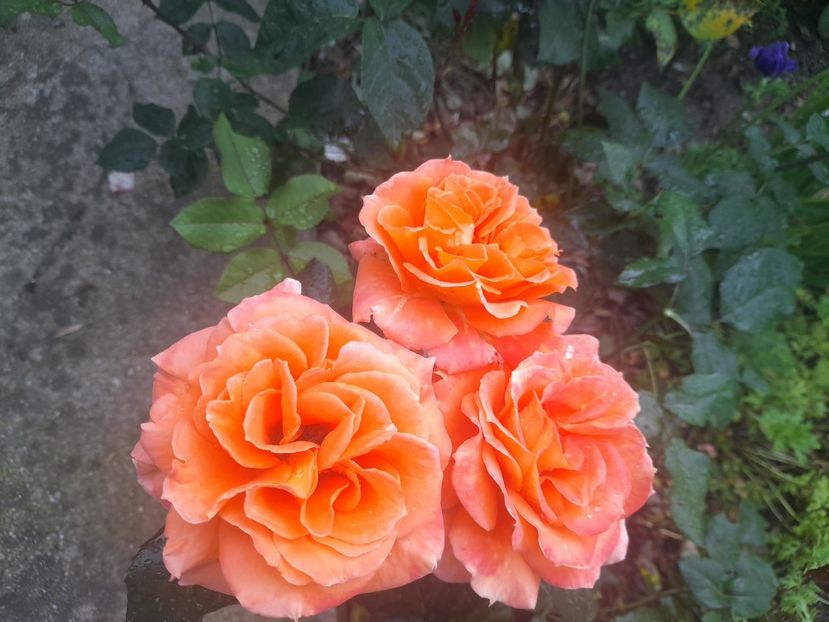  - 1111 Bucurii florale 2025