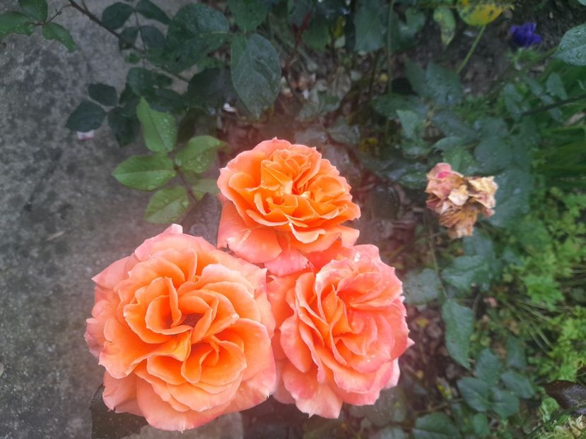  - 1111 Bucurii florale 2025