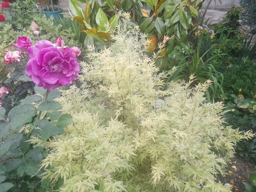  - 1111 Bucurii florale 2025