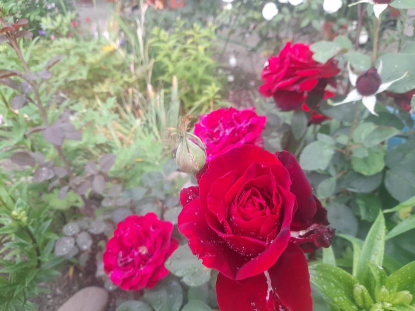  - 1111 Bucurii florale 2025