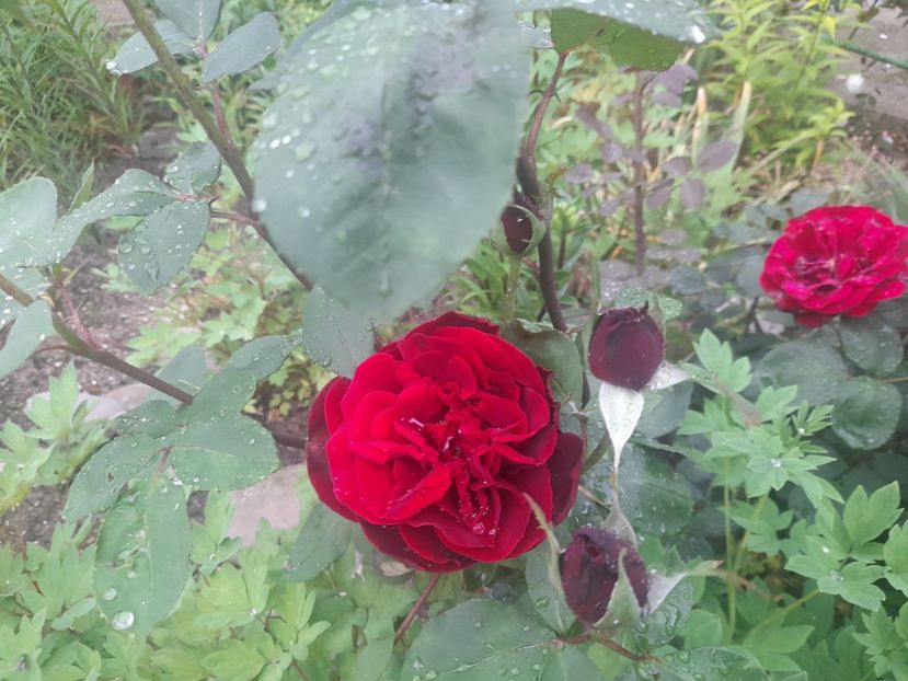  - 1111 Bucurii florale 2025