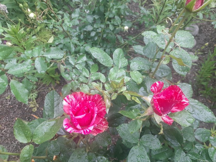  - 1111 Bucurii florale 2025