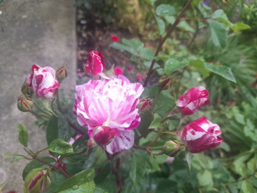  - 1111 Bucurii florale 2025