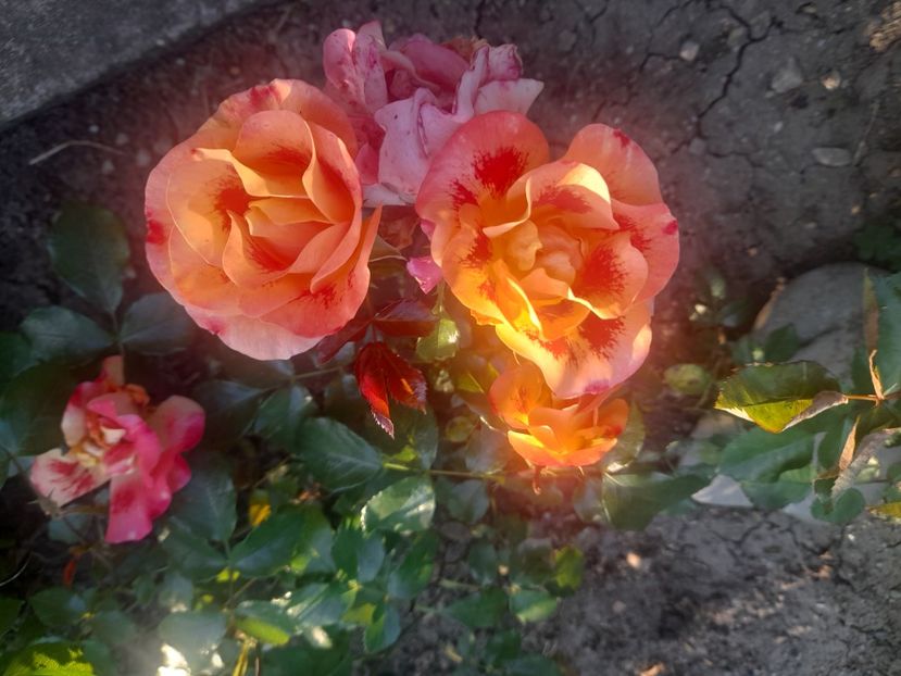  - 1111 Bucurii florale 2025