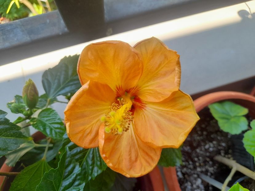  - 1111 Bucurii florale 2025
