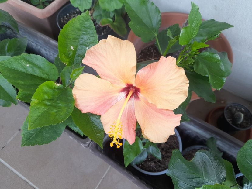  - 1111 Bucurii florale 2025