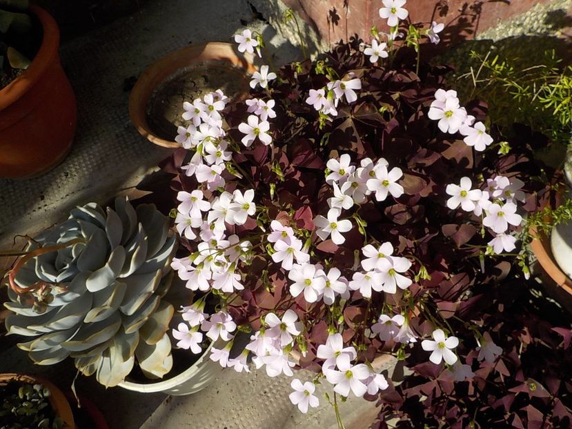  - oxalis triangularis