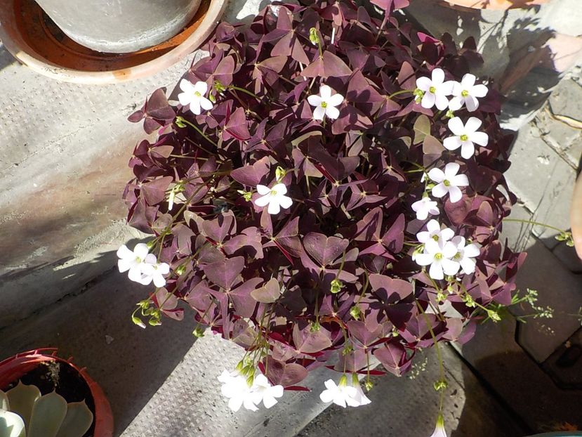  - oxalis