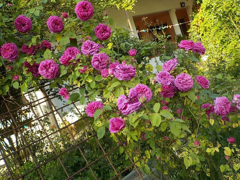  - Trandafiri in gradina mea
