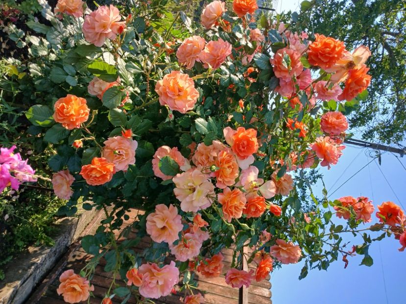  - Westerland parfumat urcator