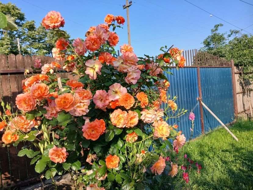  - Westerland parfumat urcator