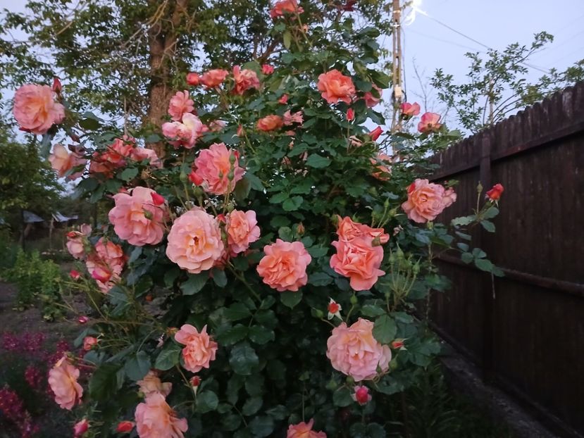  - Westerland parfumat urcator