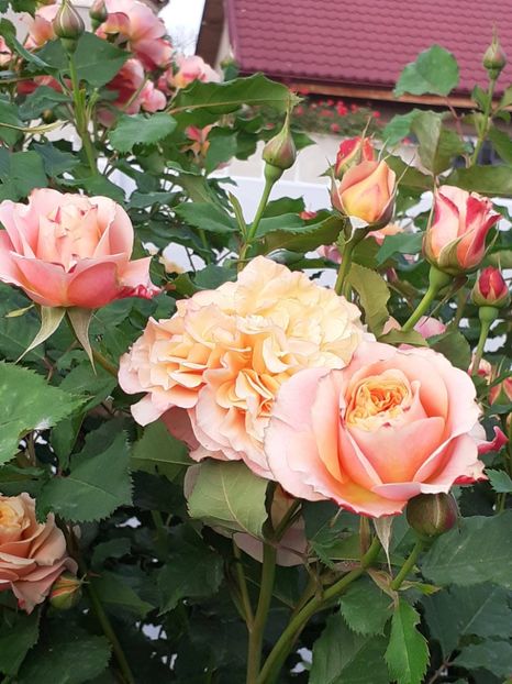  - La Villa Cotta 2023- 2024