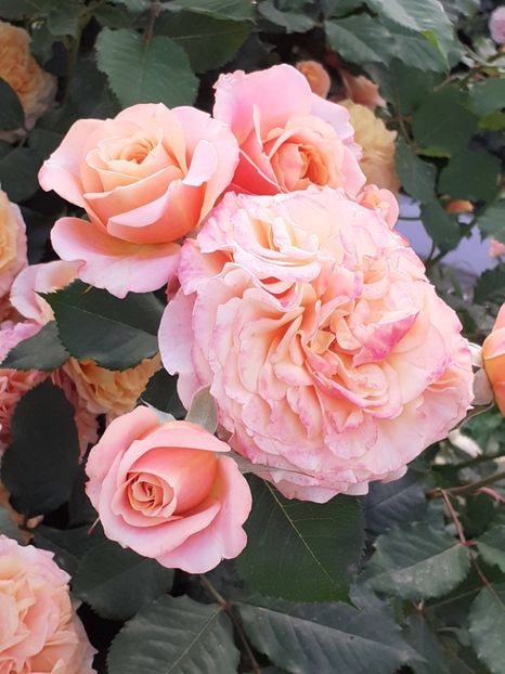  - La Villa Cotta 2023- 2024