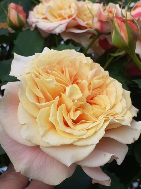  - La Villa Cotta 2023- 2024