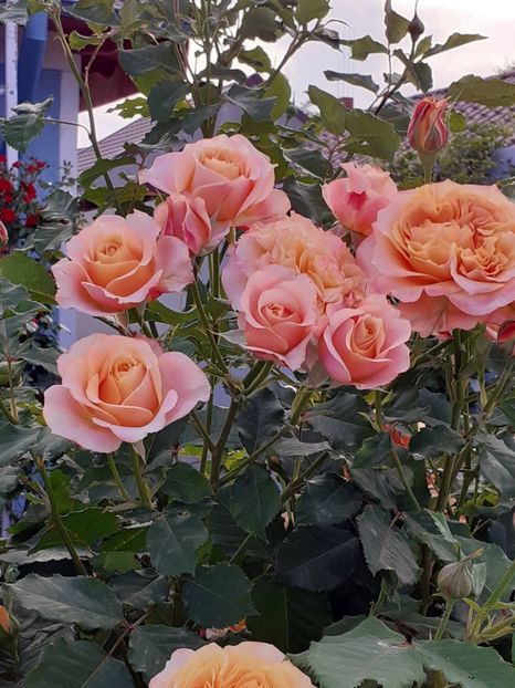  - La Villa Cotta 2023- 2024