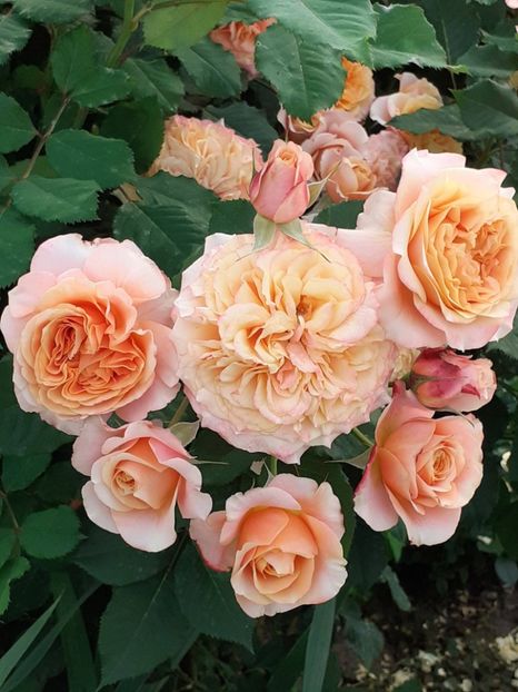  - La Villa Cotta 2023- 2024