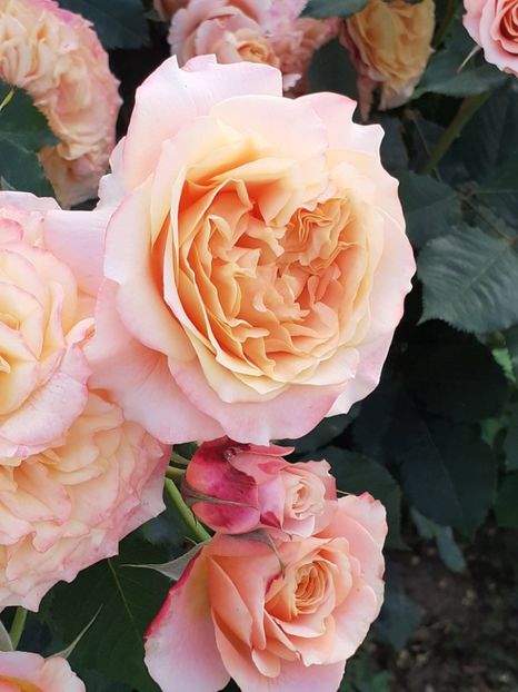  - La Villa Cotta 2023- 2024