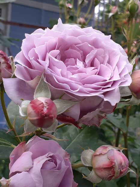 20250604_190419(0) - Novalis 2022- 2023-2024