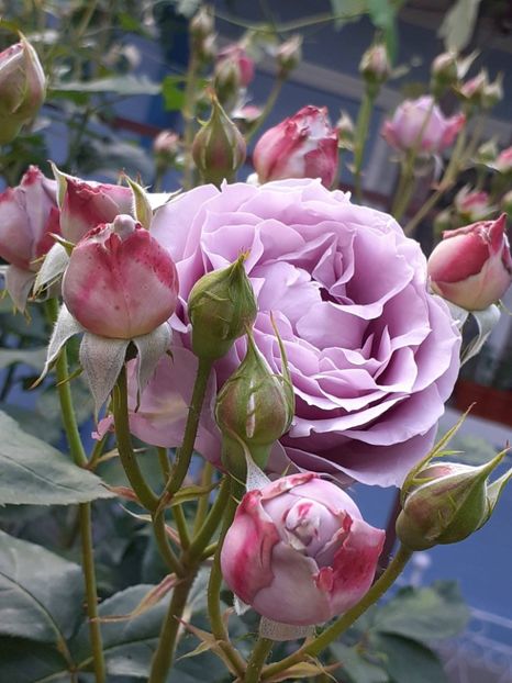  - Novalis 2022- 2023-2024