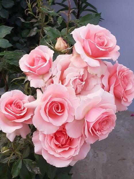 20250604_185838(0) - Dimov 2022 - 2023