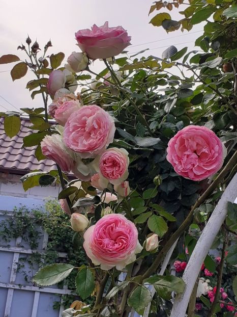  - Eden Rose 2024_ 2025