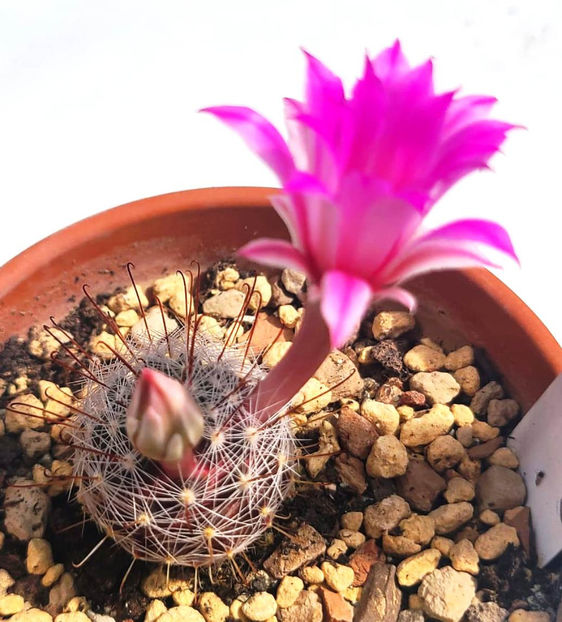 MAMMILLARIA longiflora - MAMMILLARIA longiflora SB_494