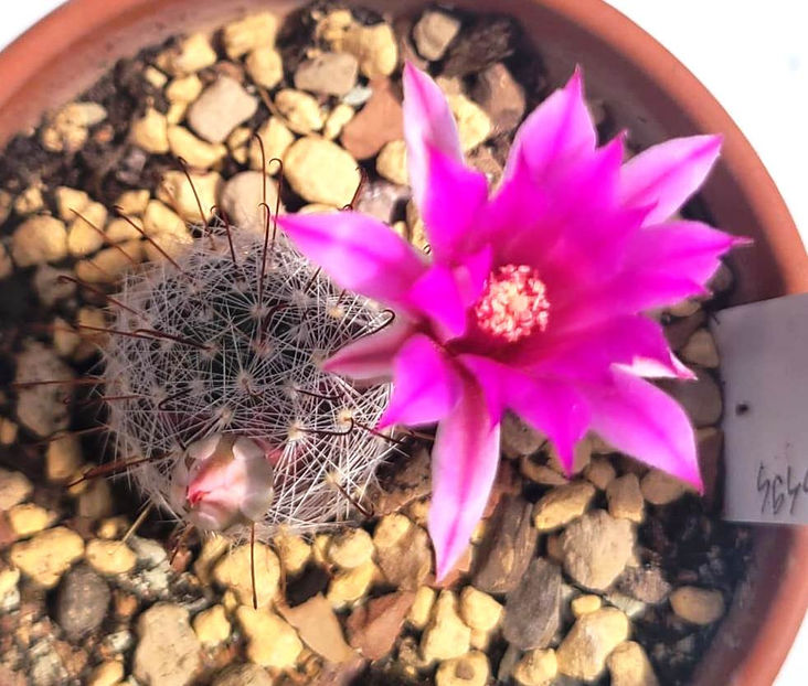 MAMMILLARIA longiflora - MAMMILLARIA longiflora SB_494