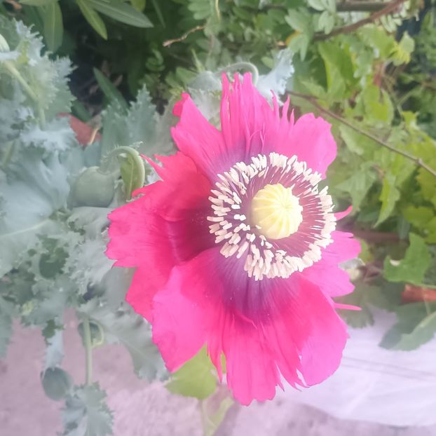 inbound5770150375769898859 - Gradina flori 202t