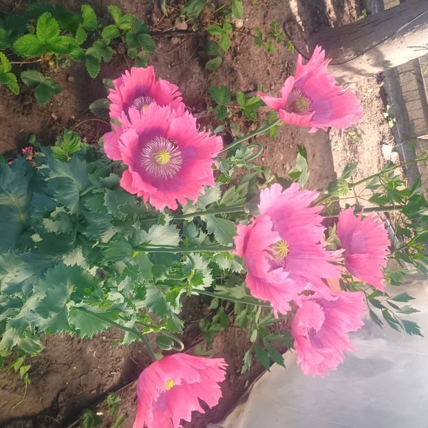 inbound7484348618599121606 - Gradina flori 202t