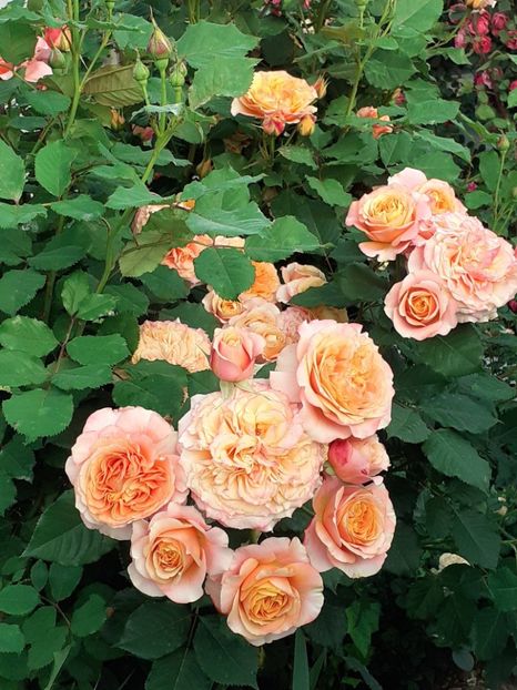  - La Villa Cotta 2023- 2024