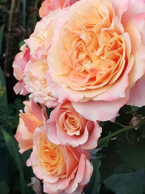  - La Villa Cotta 2023- 2024