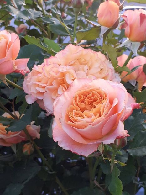  - La Villa Cotta 2023- 2024