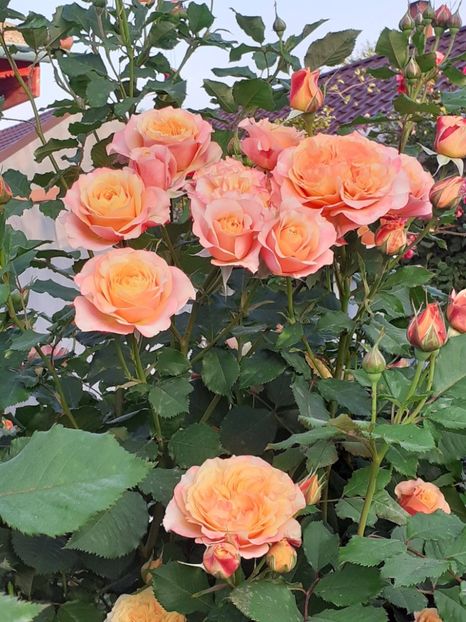  - La Villa Cotta 2023- 2024