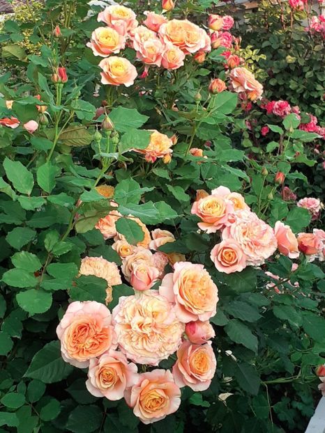  - La Villa Cotta 2023- 2024