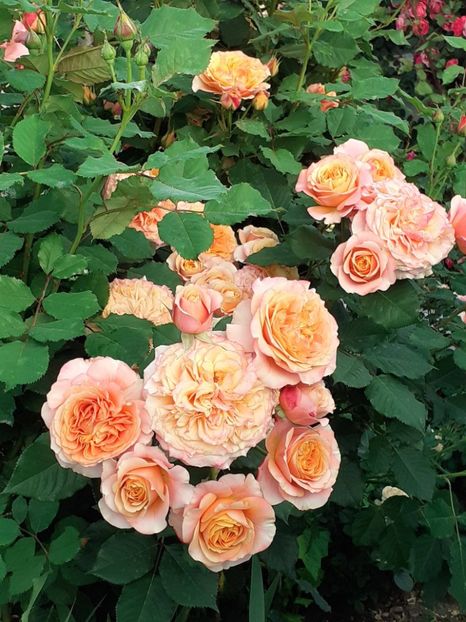  - La Villa Cotta 2023- 2024