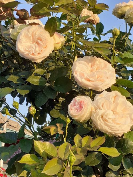  - Palais Royale 2022 - 2023-2024