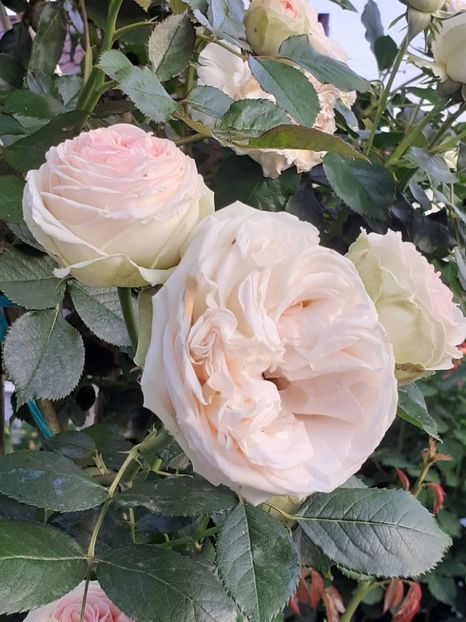  - Palais Royale 2022 - 2023-2024