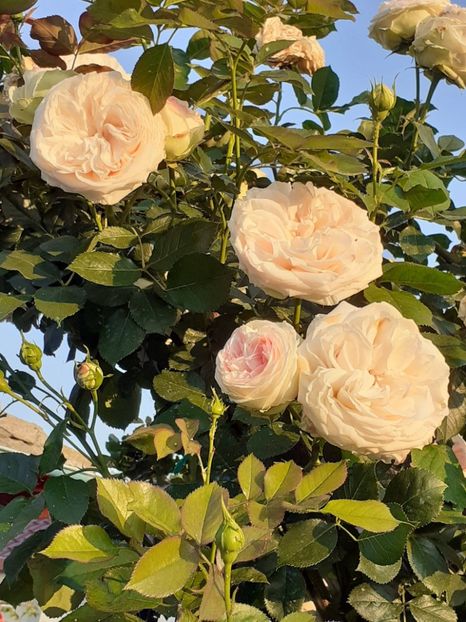  - Palais Royale 2022 - 2023-2024