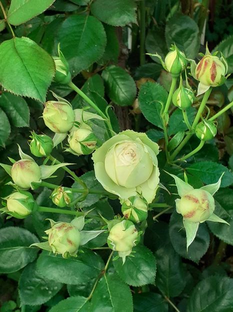  - Palais Royale 2022 - 2023-2024