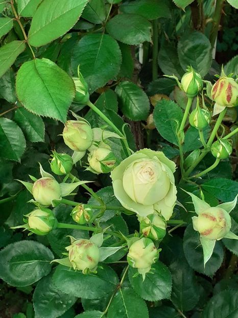  - Palais Royale 2022 - 2023-2024