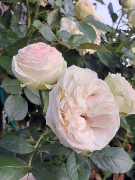  - Palais Royale 2022 - 2023-2024