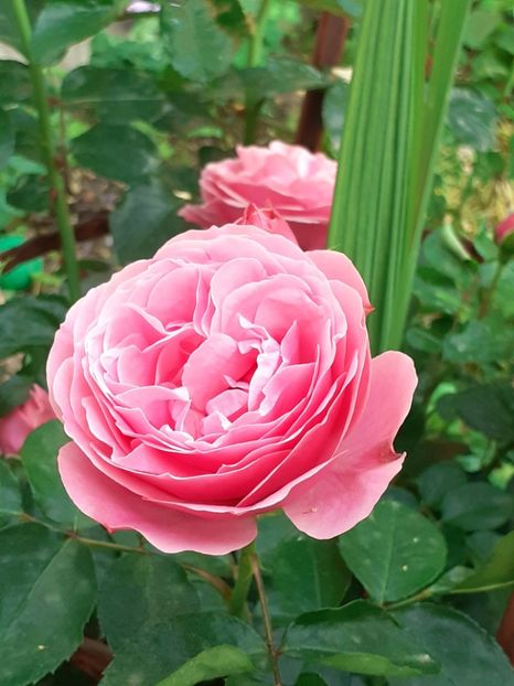  - Pink Leonardo 2021 - 2022 - 2023