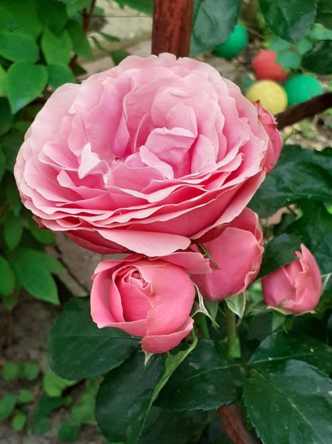  - Pink Leonardo 2021 - 2022 - 2023