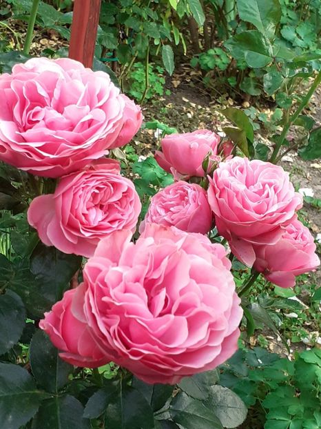  - Pink Leonardo 2021 - 2022 - 2023