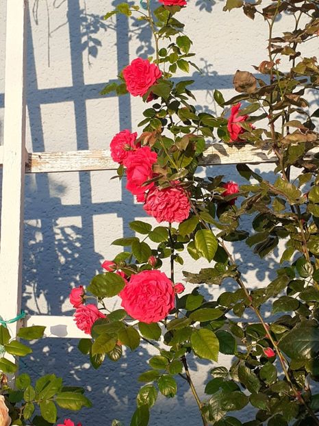  - 01 TRANDAFIRI 2025