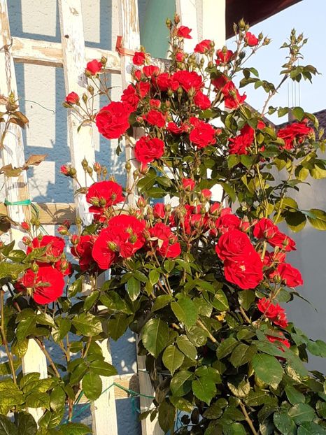  - 01 TRANDAFIRI 2025