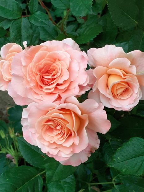  - 01 TRANDAFIRI 2025