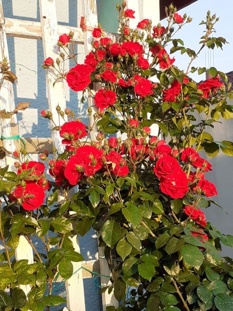  - 01 TRANDAFIRI 2025