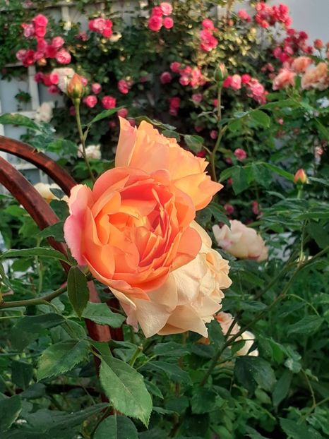  - 01 TRANDAFIRI 2025